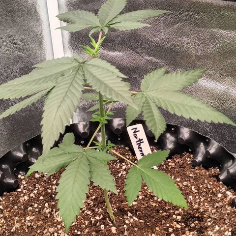 Northern Light growlog timeline photo