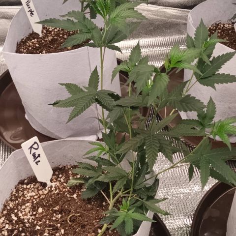 Runtz Of Eden growlog timeline photo