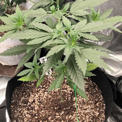 Amnesia Haze growlog timeline photo