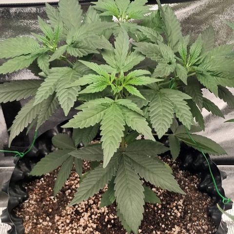 Northern Light growlog timeline photo