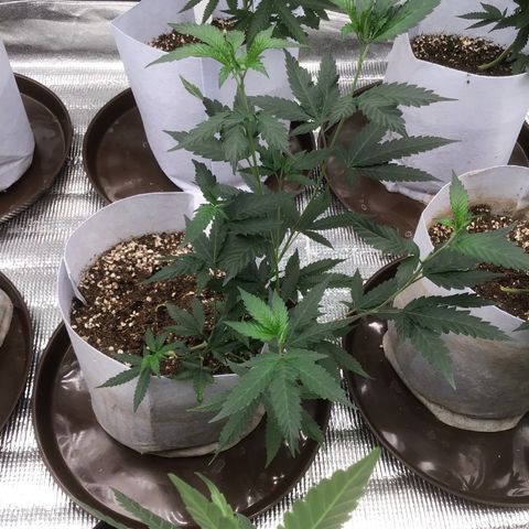 Runtz Of Eden growlog timeline photo