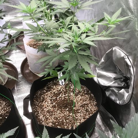 Amnesia Haze growlog timeline photo