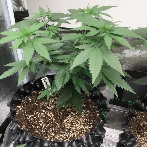 Northern Light growlog timeline photo