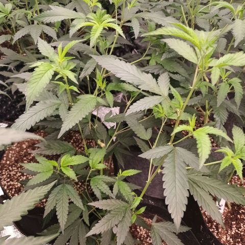 Runtz Of Eden growlog timeline photo