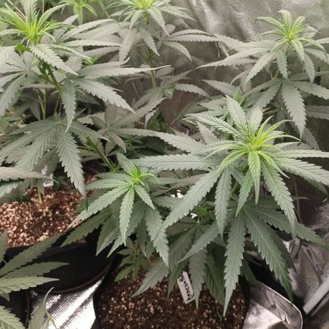 Amnesia Haze growlog timeline photo