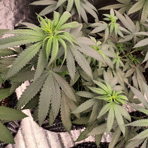 Northern Light growlog timeline photo