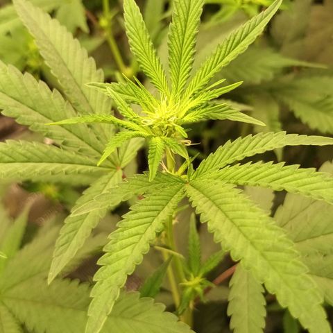 Purple Kush growlog timeline photo