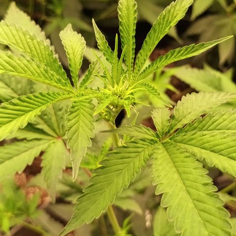 Runtz Of Eden growlog timeline photo