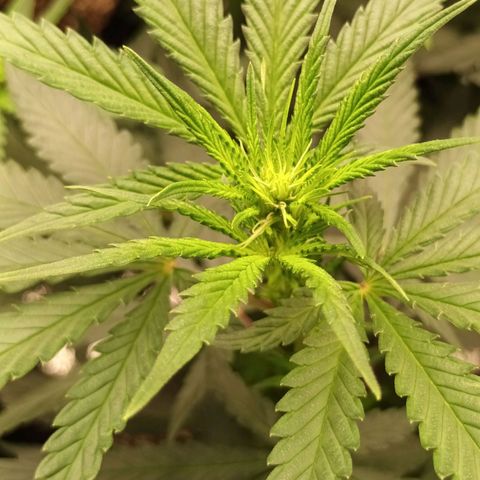 Amnesia Haze growlog timeline photo