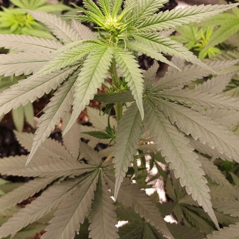 Northern Light growlog timeline photo