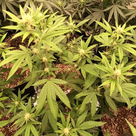 Purple Kush growlog timeline photo