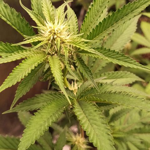 Runtz Of Eden growlog timeline photo