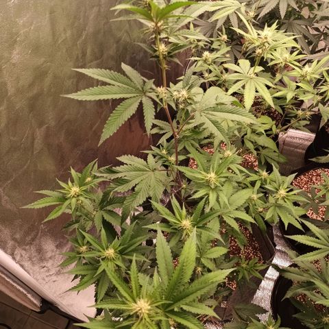 Runtz Of Eden growlog timeline photo