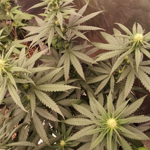 Amnesia Haze growlog timeline photo