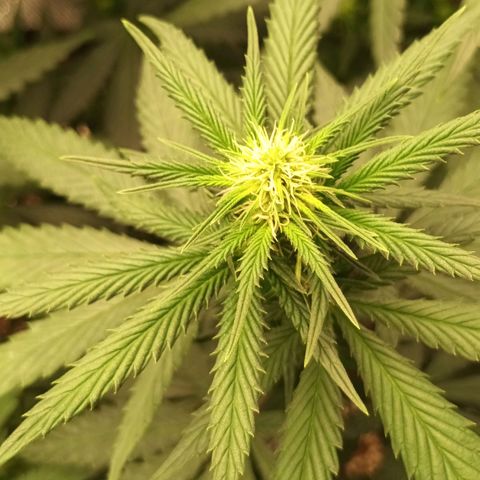 Amnesia Haze growlog timeline photo