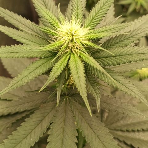 Northern Light growlog timeline photo