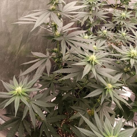 Northern Light growlog timeline photo