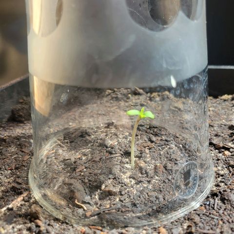 Original Auto OG Kush growlog timeline photo