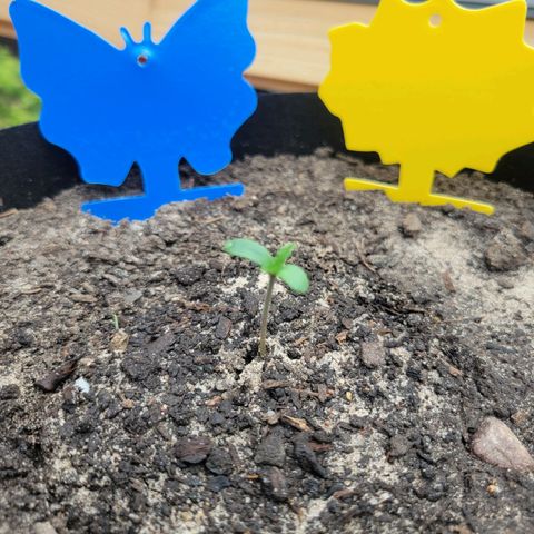 Moby Dick Auto growlog timeline photo