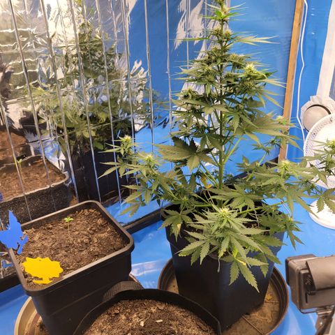 Original Auto OG Kush growlog timeline photo