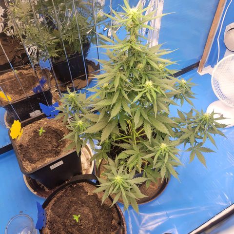 Original Auto OG Kush growlog timeline photo
