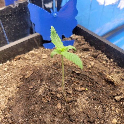 Original Auto OG Kush growlog timeline photo