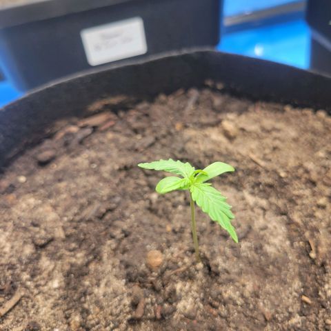 Moby Dick Auto growlog timeline photo