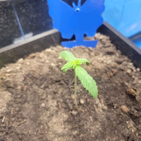 Original Auto OG Kush growlog timeline photo