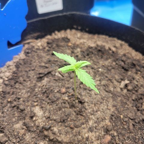 Moby Dick Auto growlog timeline photo