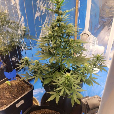Original Auto OG Kush growlog timeline photo