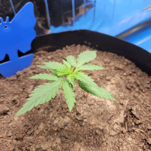 Moby Dick Auto growlog timeline photo
