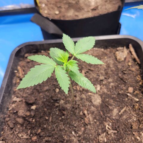 Original Auto OG Kush growlog timeline photo