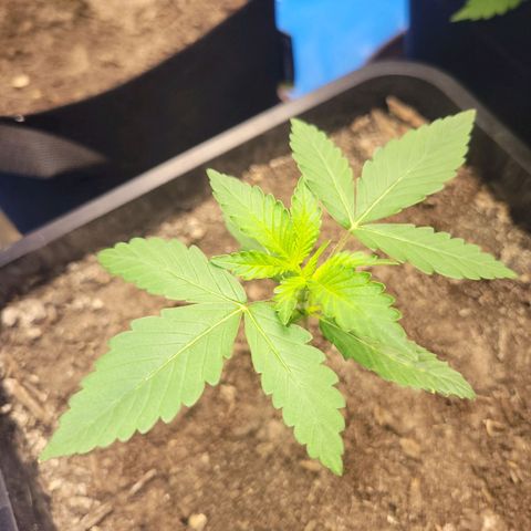 Original Auto OG Kush growlog timeline photo