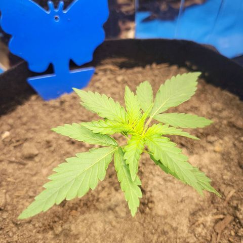 Moby Dick Auto growlog timeline photo