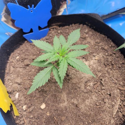Moby Dick Auto growlog timeline photo