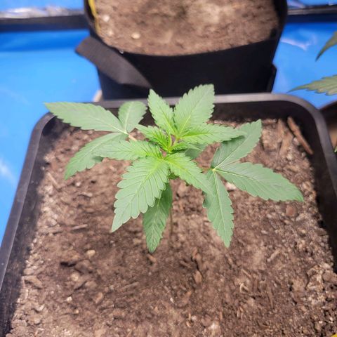 Original Auto OG Kush growlog timeline photo