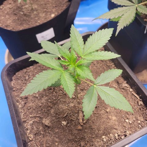 Original Auto OG Kush growlog timeline photo