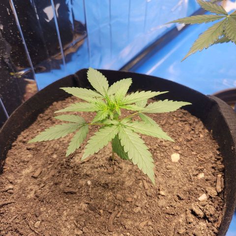 Moby Dick Auto growlog timeline photo