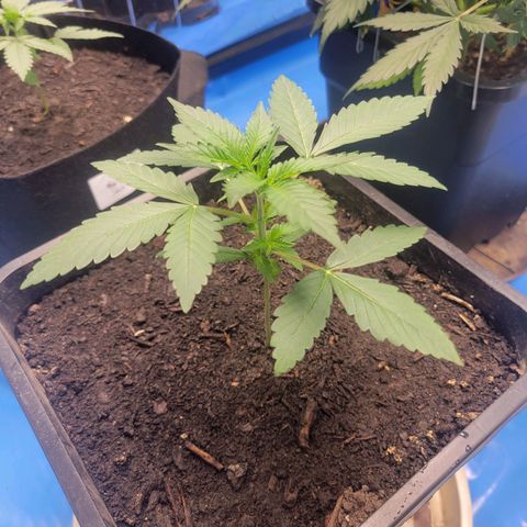 Original Auto OG Kush growlog timeline photo