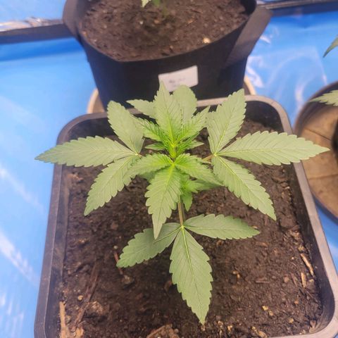 Original Auto OG Kush growlog timeline photo