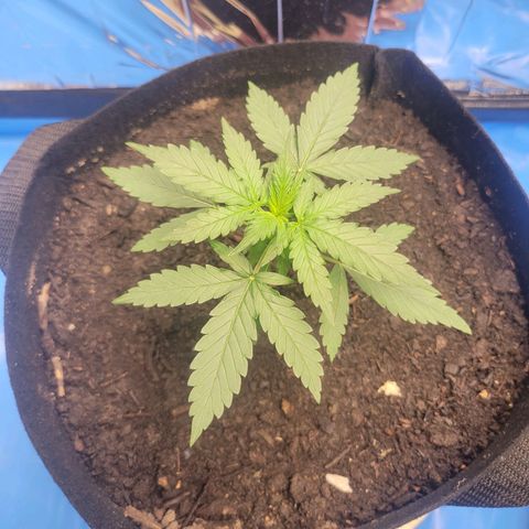 Moby Dick Auto growlog timeline photo
