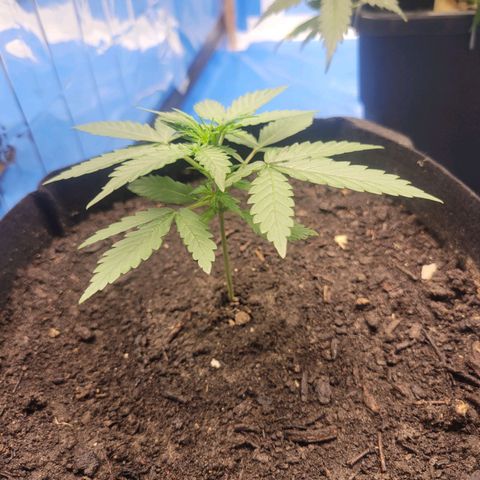 Moby Dick Auto growlog timeline photo