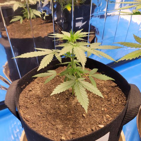 Moby Dick Auto growlog timeline photo