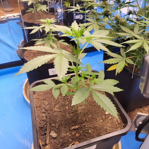 Original Auto OG Kush growlog timeline photo