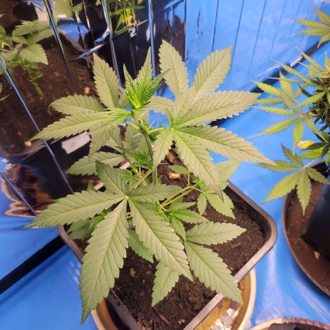 Original Auto OG Kush growlog timeline photo