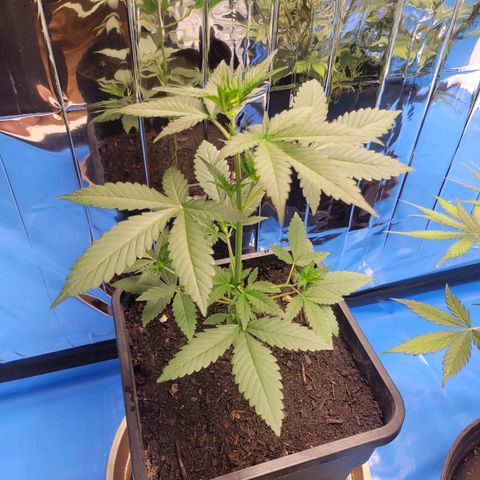 Original Auto OG Kush growlog timeline photo