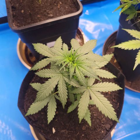 Moby Dick Auto growlog timeline photo