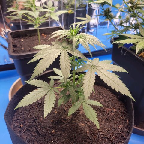 Moby Dick Auto growlog timeline photo