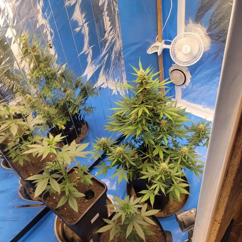 Original Auto OG Kush growlog timeline photo