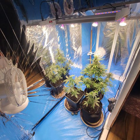 Original Auto OG Kush growlog photo: Bewässerungssystem verbaut